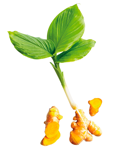 curcumy é feito da curcuma longa e é o único original