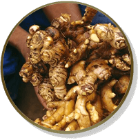 curcumy original em gotas é feito com EXTRATO DE GENGIBRE