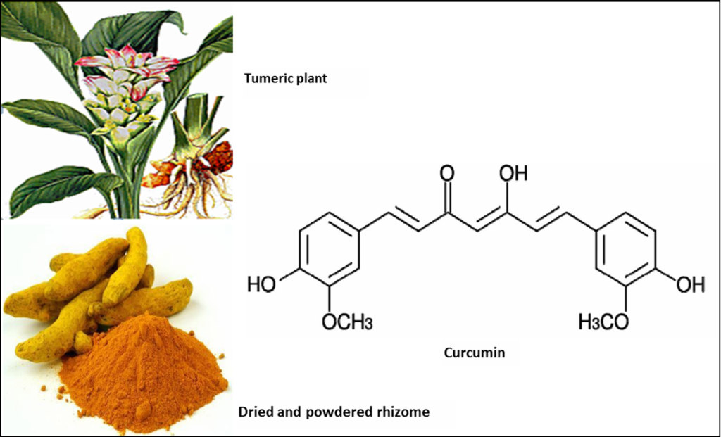 curcumy original Aumenta a Capacidade Antioxidante do Corpo
